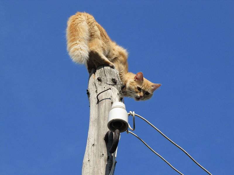 Спасти рядового… кота