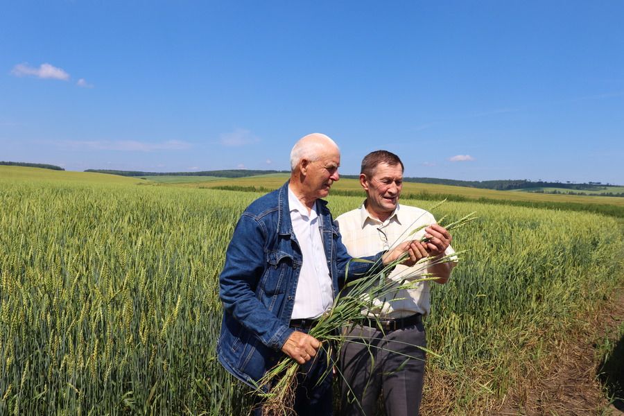 С надеждой на хороший урожай