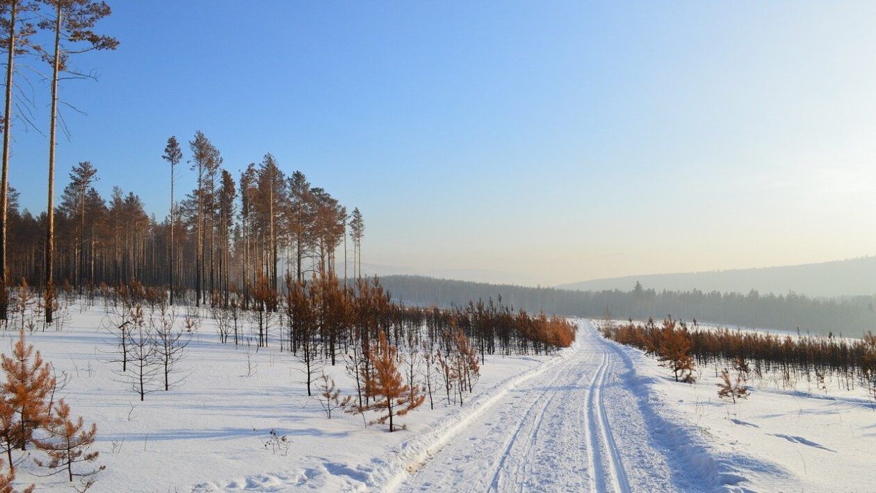В Листвянском лесничестве поймали браконьера