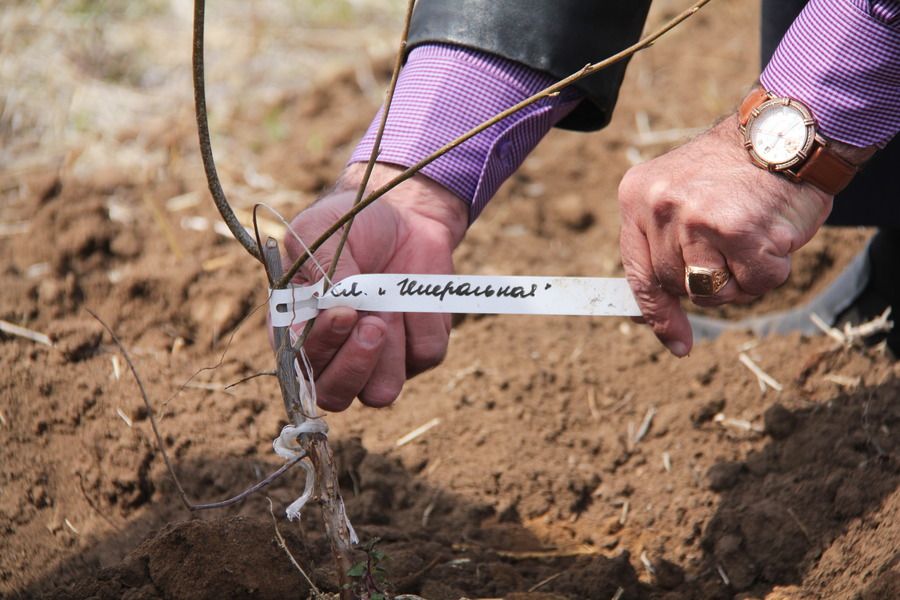 Через четыре года здесь будет город-сад