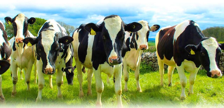 Району — больше племенных репродукторов