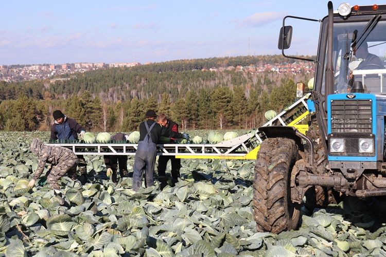 Технологию уборки капусты усовершенствовали в ООО «Агросмоленское»