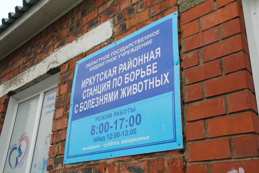 На страже здоровья — ветеринары