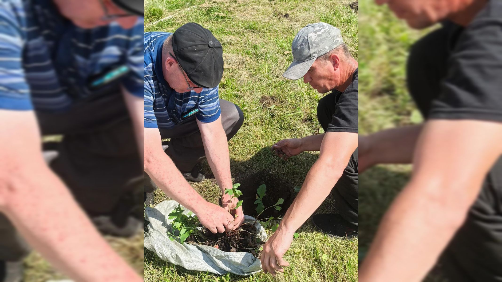 Дубы для парка Победы