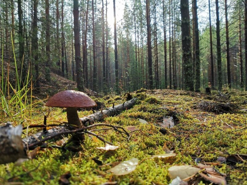 Полицейские призывают граждан соблюдать меры личной безопасности при походе в лес