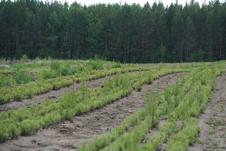 Лесопосадочный сезон в Иркутской области завершён с перевыполнением плана