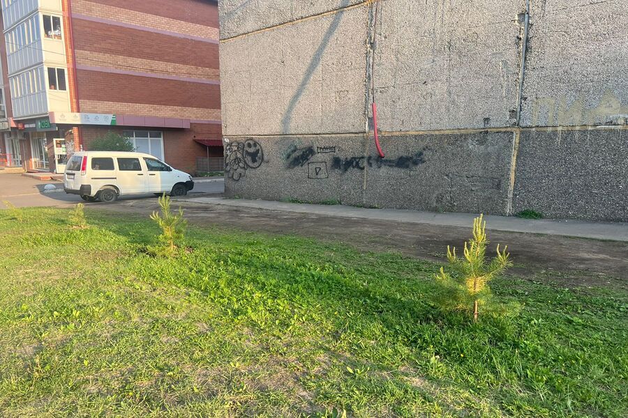 Жители Молодёжного высадили саженцы ели на придомовых территориях