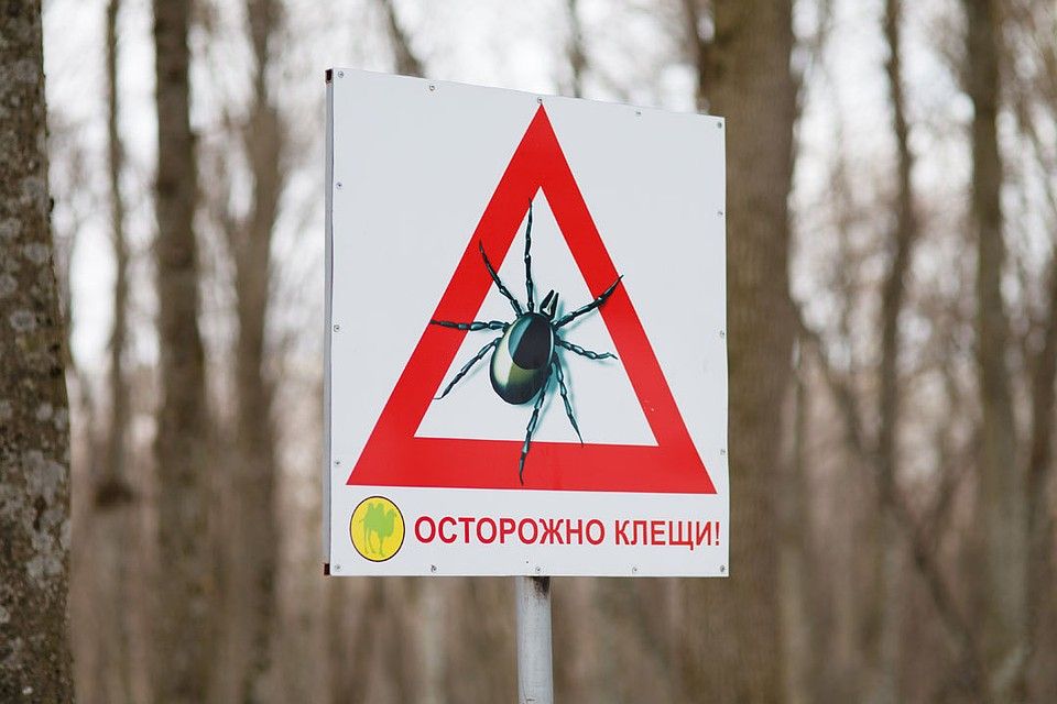 Осторожно — клещи!