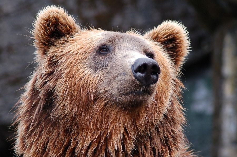 Медведь вышел к дачам СНТ «Виктория» Иркутского района